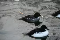 Ein P�rchen Schellenten (Bucephala clangula) am 7.12.2009 im Zoo Dresden.