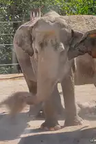 Dieser Elefant g�nnt sich eine Sanddusche. (Zoo Madrid, Dezember 2010)