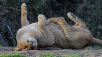 Eine Lwin rkelt sich in der Sonne. (Zoo Madrid, Dezember 2010)