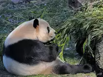 Ein Panda bei seiner Lieblingsbesch�ftigung. (Zoo Madrid, Dezember 2010)