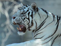 Ein weier Tiger im Portrait. (Zoo Madrid, Dezember 2010)