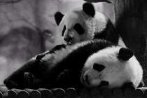 Beim Pandanachwuchs ist Kuscheln angesagt. (Zoo Madrid, Dezember 2010)