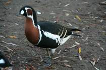 Rothalsgans (Branta ruficollis), eine Meergans, die in der europischen Arktis brtet, am 7.12.2009 im Zoo Dresden.