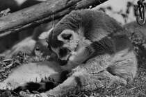 Ein Katta im Zoo Madrid. (Dezember 2010)