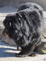 Ein Kragenbr Mitte Dezember 2010 im Zoo Madrid.