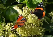 Admiralfalter und Tagpfauenauge auf einem Efeugew�chs im Garten - 07.10.2021