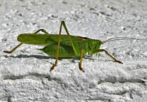 Grnes Heupferd an der Hauswand - 25.08.2021