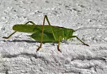 Gr�nes Heupferd an der Hauswand - 25.08.2021