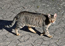 Kleiner  Felltiger  auf der Pirsch - 04.10.2021