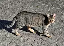 Kleiner  Felltiger  auf der Pirsch - 04.10.2021