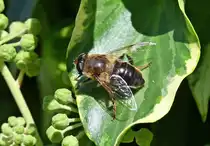 Mistbiene auf Nektarsuche im Garten - 04.10.2021