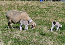 Mutterschaft mit zwei Lmmern auf einer Wiese bei der Steinbachtalsperre - 08.10.2021