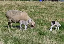 Mutterschaft mit zwei L�mmern auf einer Wiese bei der Steinbachtalsperre - 08.10.2021