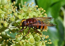 Park-Schwebfliege labt sich an einer Blte eines Efeugewchses - 04.10.2021