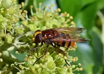 Park-Schwebfliege labt sich an einer Bl�te eines Efeugew�chses - 04.10.2021