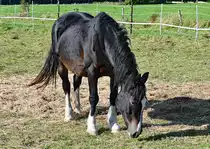 Pferd auf einer Weide bei der Steinbachtalsperre - 08.10.2021