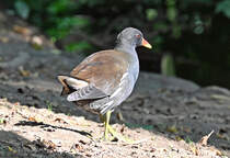 Teichhuhn am Teich im Schillerpark Euskirchen - 18.09.2021
