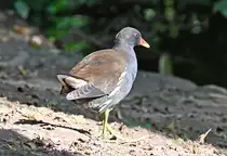 Teichhuhn am Teich im Schillerpark Euskirchen - 18.09.2021