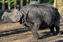 Etwas Bewegung bei den ansonsten recht trgen Panzernashrnern. (Zoo Madrid, Dezember 2010)