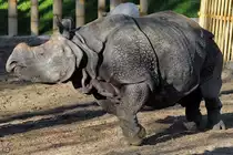 Etwas Bewegung bei den ansonsten recht tr�gen Panzernash�rnern. (Zoo Madrid, Dezember 2010)