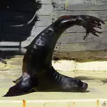 Ein Seel�we macht eine kleine Yogaeinheit. (Zoo Madrid, Dezember 2010)