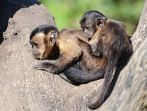Zwei Kapuzinerffchen im Zoo Madrid. (Dezember 2010) 