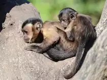 Zwei Kapuziner�ffchen im Zoo Madrid. (Dezember 2010) 