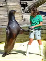 Dieser vermeintlich aufdringliche Seel�we war Mitte Dezember 2010 im Zoo Madrid zu sehen.