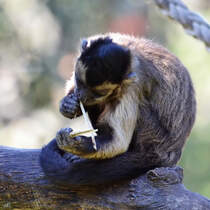 Ein Kapuzinerffchen im Zoo Madrid. (Dezember 2010)