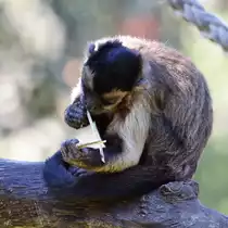 Ein Kapuziner�ffchen im Zoo Madrid. (Dezember 2010)