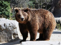 Mitte Dezember 2010 war im Zoo Madrid dieser Braunbr zu sehen. 