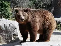 Mitte Dezember 2010 war im Zoo Madrid dieser Braunb�r zu sehen. 