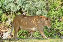 Eine L�win durchstreift ihr Revier, so gesehen Mitte Dezember 2010 im Zoo Madrid.