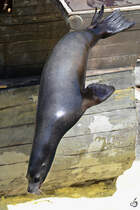 Ein Seelwe wagt den Sprung ins kalte Nass. (Dezember 2010)