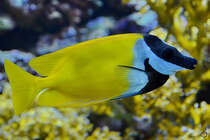 Ein Fuchsgesicht im Zoo Madrid. (Dezember 2010)