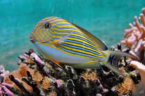 Ein Lngsstreifen-Borstenzahndoktorfisch Mitte Dezember 2010 im Zoo Madrid.