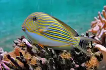 Ein L�ngsstreifen-Borstenzahndoktorfisch Mitte Dezember 2010 im Zoo Madrid.