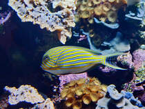 Dieser Doktorfisch war im Dezember 2010 im Zoo Madrid zu sehen.