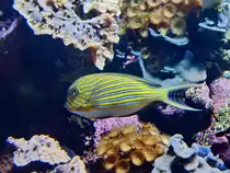 Dieser Doktorfisch war im Dezember 2010 im Zoo Madrid zu sehen.