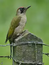 Mitte Oktober 2021 pausierte Hattingen ein Gr�nspecht auf einem Zaunpfahl.