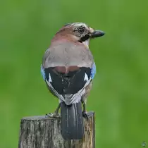 Ein Eichelh�her auf einem Holzpfahl. (Hattingen, Oktober 2021)