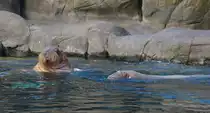Zwei schwimmende Walr�sser am 14.09.2021 im Tierpark Hagenbeck in Hamburg. 