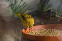 Kanarienvogel beim K�rnerfressen am 14.09.2021 im Tierpark Hagenbeck. 