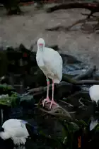 Afrikanischer L�ffler, Schmalschnabell�ffler oder auch Rosenfu�l�ffler (Platalea alba) am 7.12.2009 im Zoo Dresden.