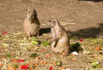 Zwei Pr�riehunde am 14.09.2021 im Tierpark Hagenbeck in Hamburg. 