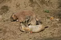 Pr�riehunde am 14.09.2021 im Tierpark Hagenbeck in Hamburg. 