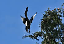 Elster im Sturzflug von der Baumspitze zu einem  tiefer gelegenen Ast.  26.10.2021