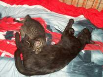 Die Milchbar ist erffnet - Kater Whisky mit Ziehmutter Sunny - 16.06.2007