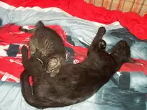 Die Milchbar ist er�ffnet - Kater Whisky mit Ziehmutter Sunny - 16.06.2007