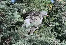 Taube im Ge�st eines Baumes im Garten - 14.08.2021